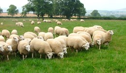 August sees GB lamb prices return to 2021 levels